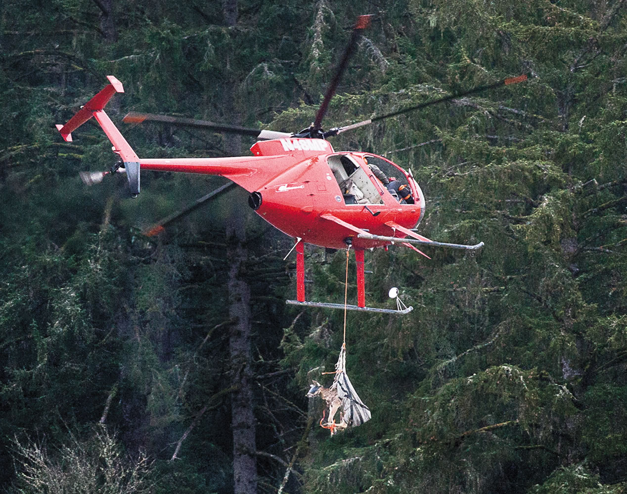 A blindfolded and hobbled Columbian deer is airlifted after capture Tuesday at the Julia Butler Hansen National Wildlife Refuge near Cathlamet.