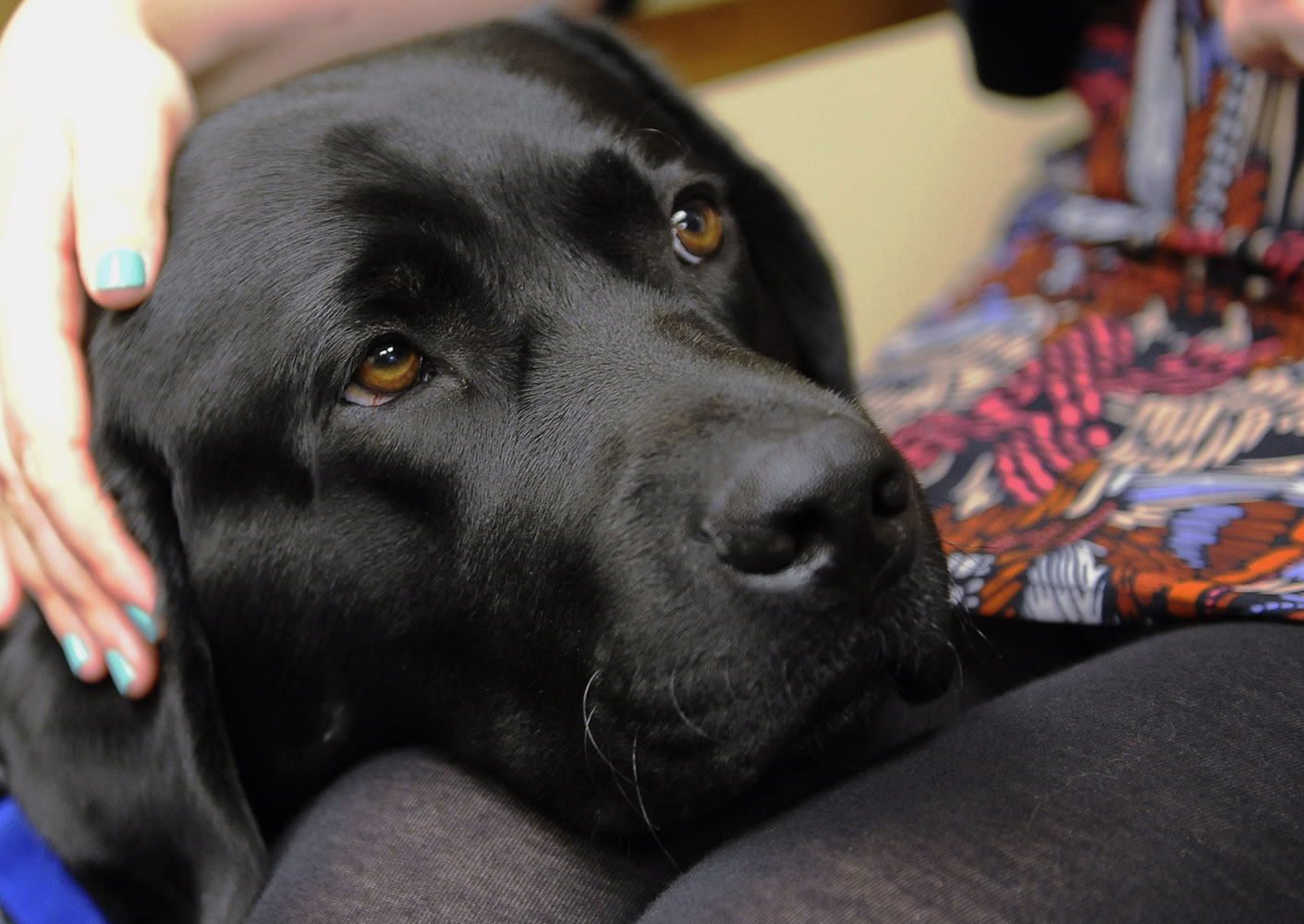 Marshal, the new courthouse facility dog at the Thurston County Courthouse in Olympia, rests his head on somebody&#039;s lap Thursday. The 2-year-old black lab is specially trained to comfort crime victims and begins his duties next month.