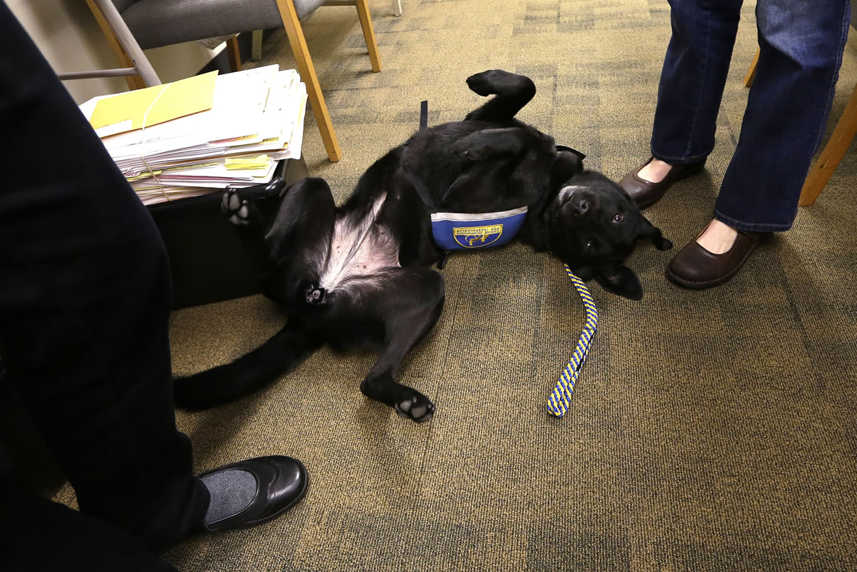 Courthouse dog Molly B rolls around on her back as she seeks attention in the city attorney's office during a presentation there about the use of dogs in courts in Seattle.