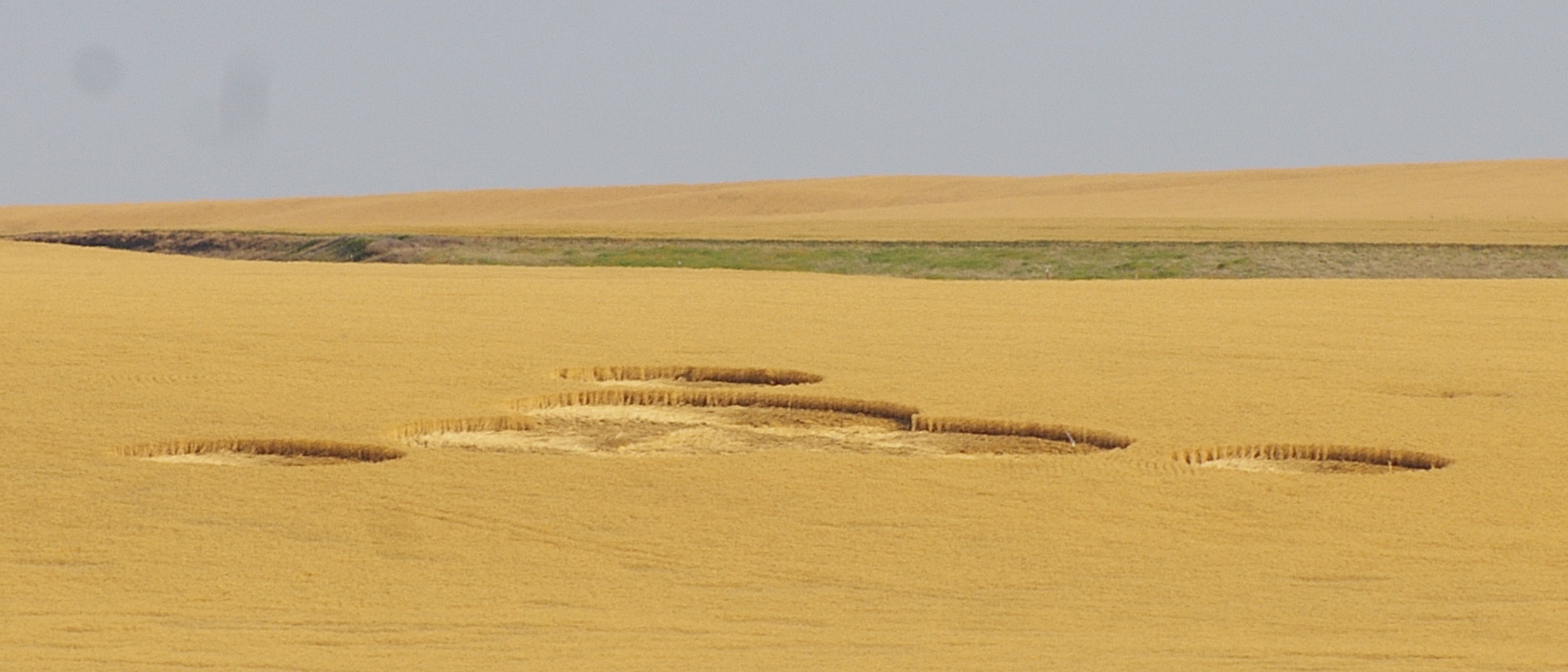 Crop circles are shown in a wheat field owned by Greg and Cindy Geib near Wilbur. The circles were first noticed on July 24.