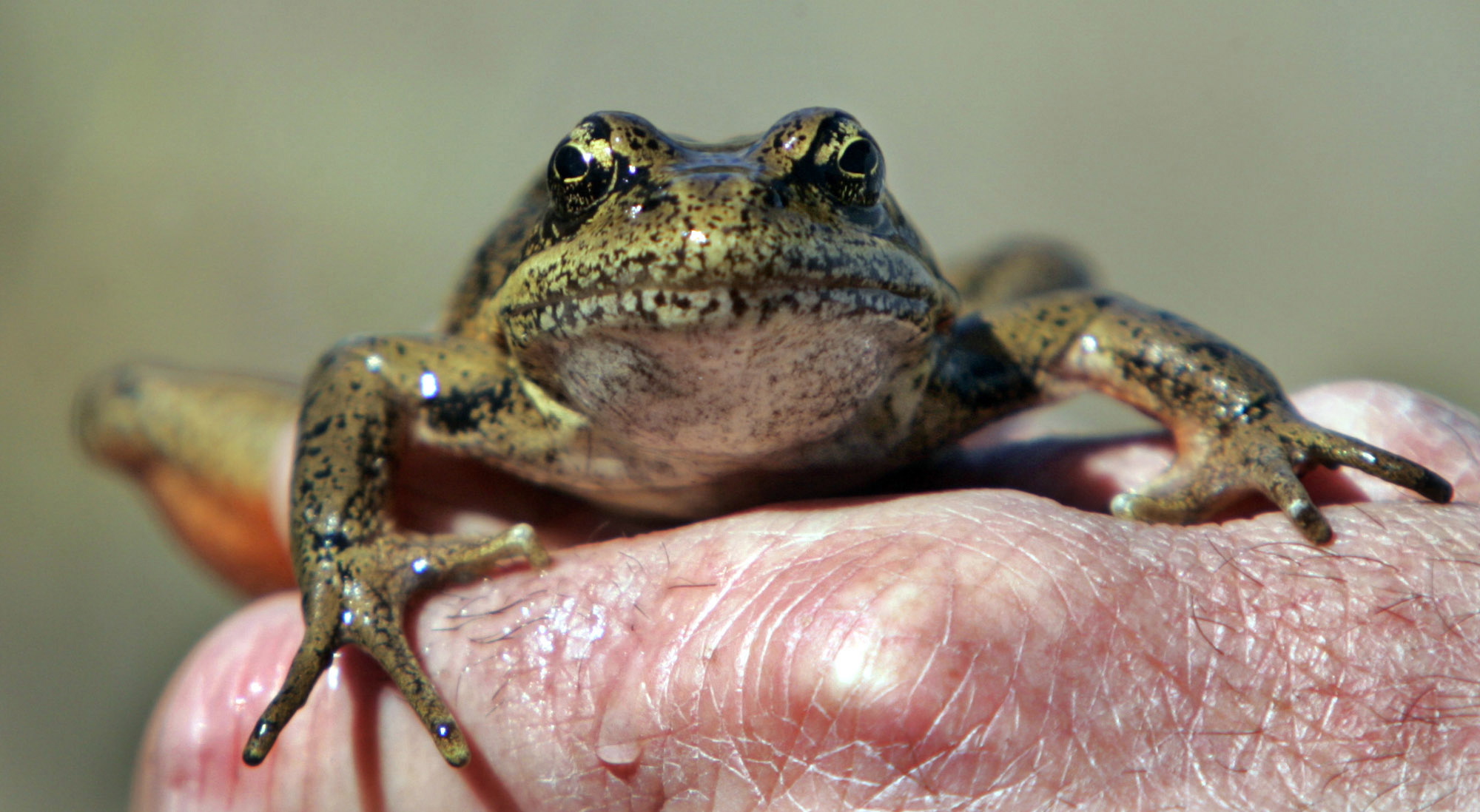 This April 19, 2005 file photo shows a red-legged frog being displayed for visitors after being captured by a Forest Service ecologist in a pond at the Mount St.