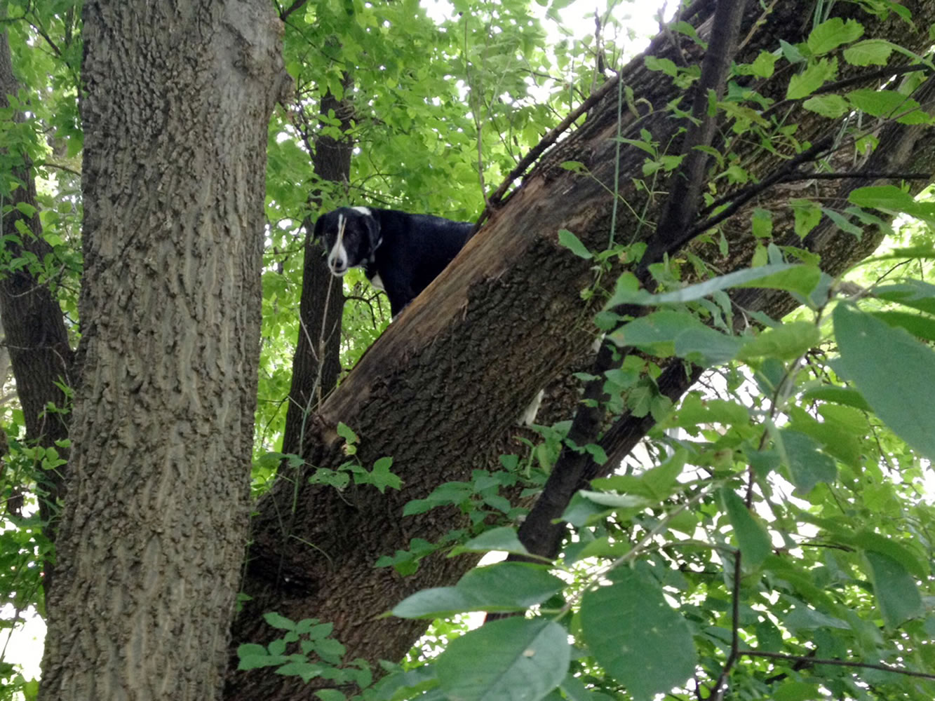 Laddy, a border collie,  was found Sunday stuck up in a tree two blocks from his Davenport home, Iowa.