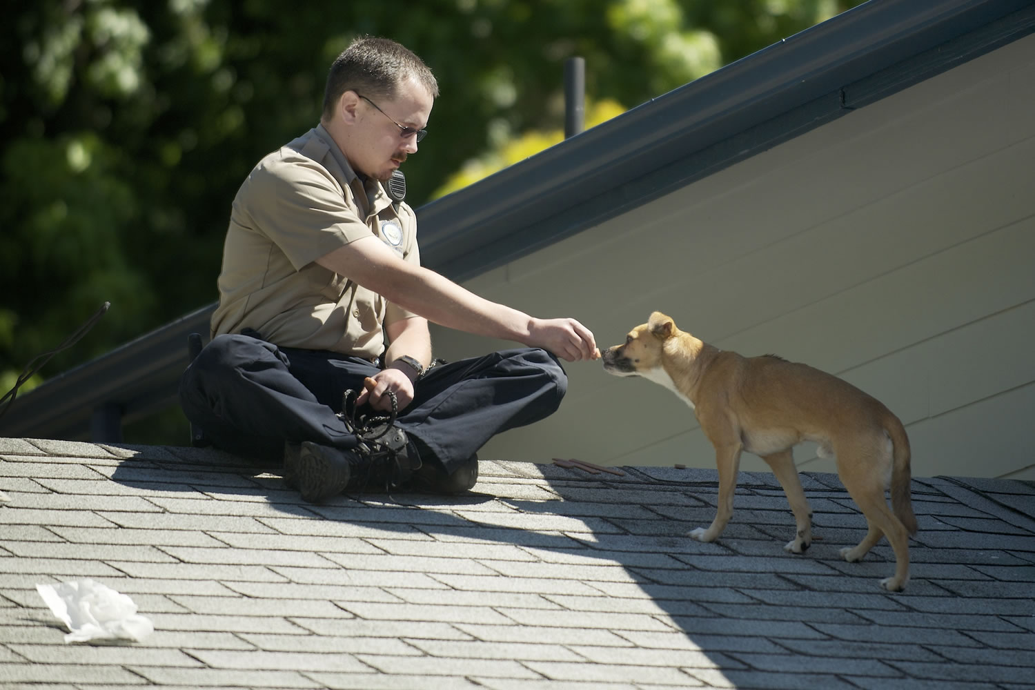 A Chihuahua mix was stranded on the roof of an Orchards area house Monday morning.