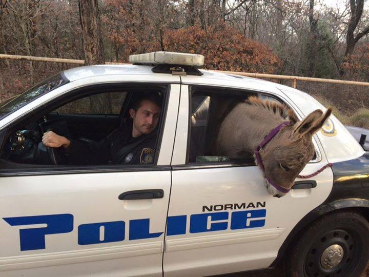 A donkey sits Dec. 1 in the passenger section of a police car in Norman, Okla. Officer Kyle Canaan, left, responded to a call of the donkey on the loose and he transported it to a nearby home for safe keeping. The donkey has been reunited with his owner, a chiropractor in Norman.
