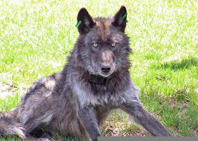 Oregon's new plan for dealing with wolves is similar to the Washington management plan adopted in 2011.