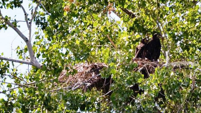 Ttwo baby bald eagles have hatched at the Hanford Nuclear Reservation.