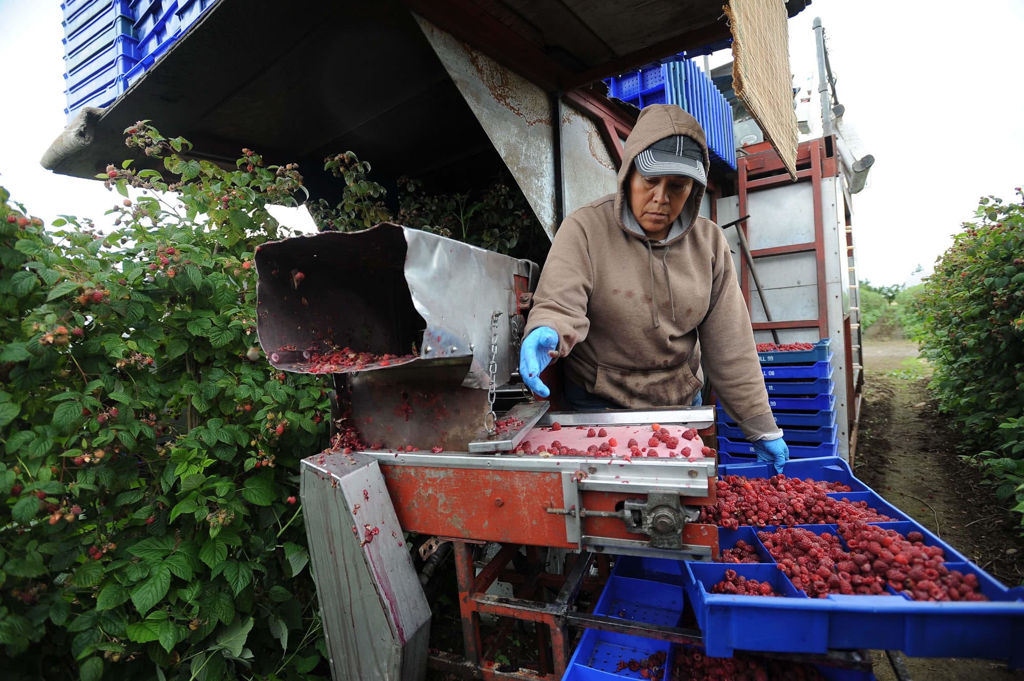 Maria DeGollao sorts raspberries on a berry harvester during the first picking of raspberries on the Ehlers farm Thursday north of Lynden .