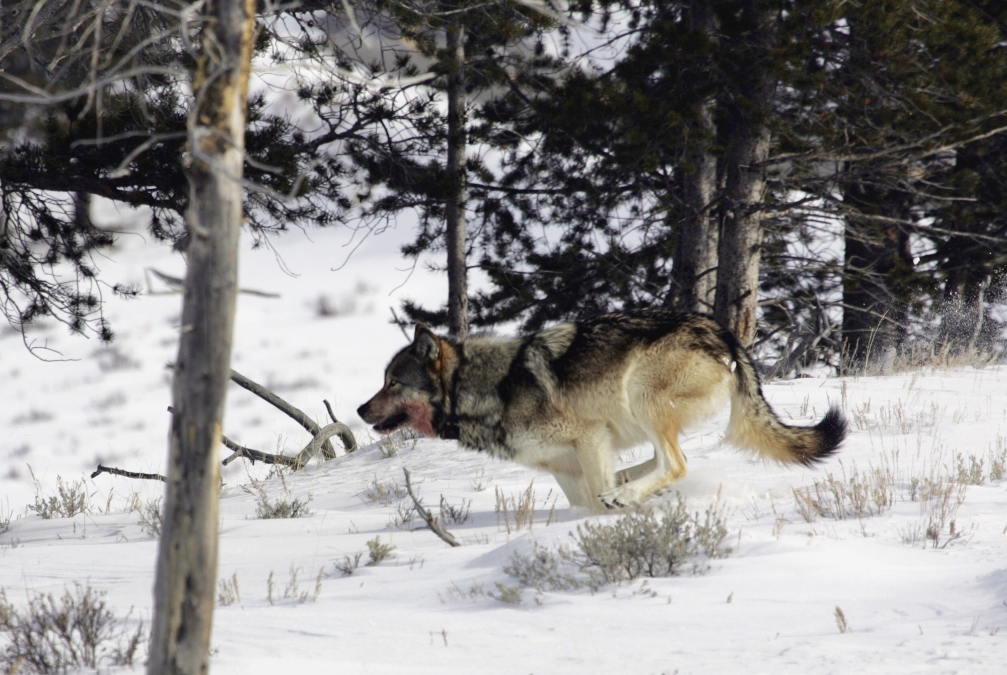 A gray wolf is seen on the run near Blacktail Pond in Yellowstone National Park in Park County, Wyo., on Feb. 16, 2006.