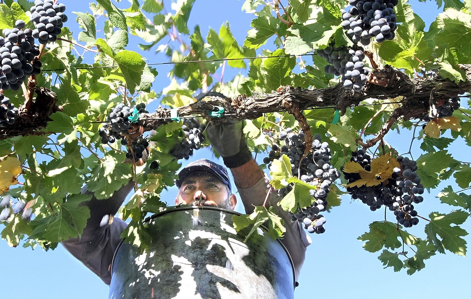 Jesus Godinez of Grandview picks Merlot wine grapes on Thursday at the Klipsun Vineyards on Red Mountain near Benton City.