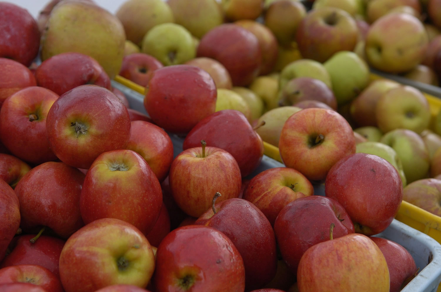 Vancouver Farmers Market vendors will be on hand for opening weekend with apples, green vegetables and a variety of other foods.