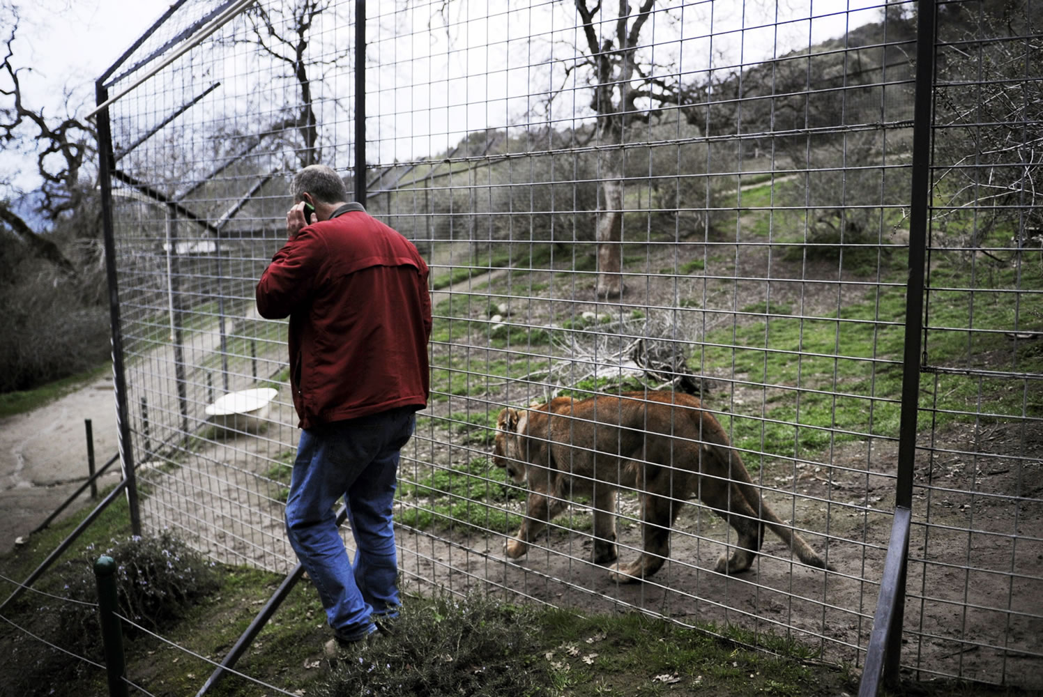 Dale Anderson, founder of Project Survival Cat Haven near Dunlap, Calif, walks quietly with Pele, a female lion, at the same fenced habitat area where a day earlier Cat Haven sanctuary worker Dianna Hanson, 24, died from an attack.