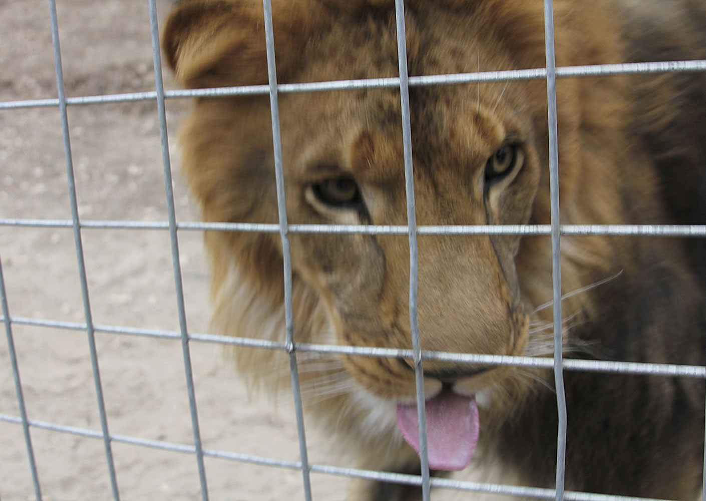 Intern killed by lion at Calif. exotic animal park was from Seattle - The  Columbian