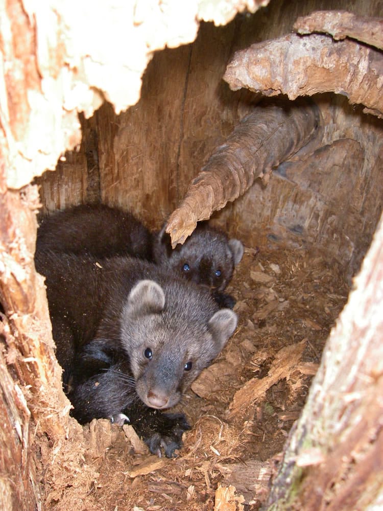 Scott Horton/National Park Service files
In this undated photo, a pair of fisher kits peer toward the camera as they're photographed in their den high up a tree in the Olympic National Park. Researchers were unsure which hole the den was in, so the photographer slowly climbed the tree and stuck a camera in each hole to take a photo, and when he shot this photo the kits growled, confirming the den.