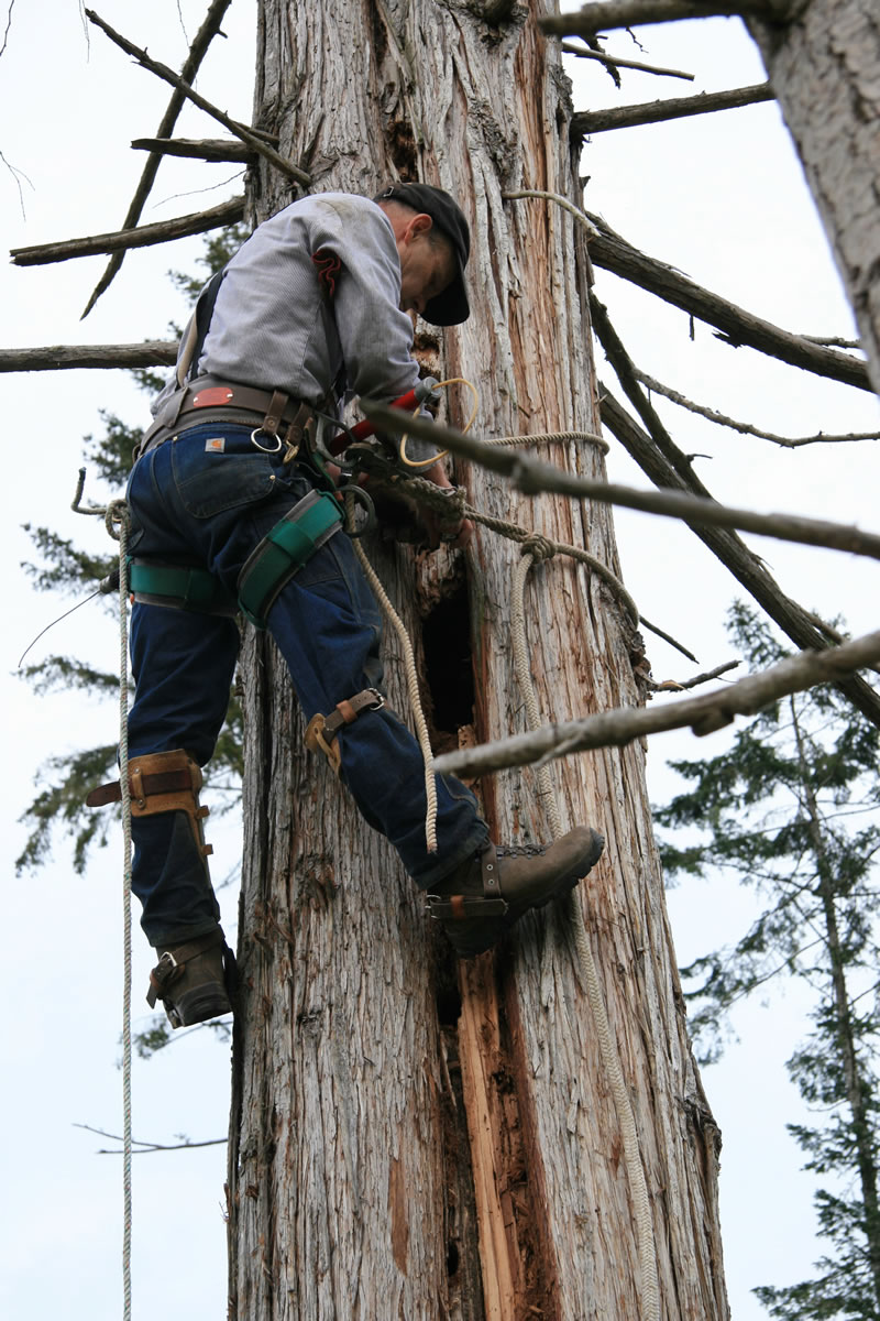 In this undated photo provided by the National Park Service, researcher Scott Horton slowly climbs a tree while searching for a fisher den in the Olympic National Park, Wash. Horton was unsure which hole the den was in, so he slowly climbed the tree and stuck a camera in each hole to take a photo, finally confirming a den when the kits growled back at his camera. Wildlife officials reintroduced 90 fishers to the Olympic peninsula a few years ago, and are now preparing a plan to possibly reintroduce more of the cat-sized, forest-dwelling carnivores to Mount Rainier and North Cascades national parks as early as 2015. The fishers, which feed on small mammals, including snowshoe hares, mountain beavers and porcupines, have been missing from the region since the mid-90s.