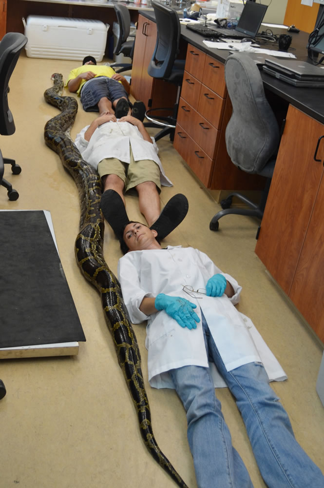 University of Florida/Associated Press
Unidentified University of Florida staff lie next to a dead Burmese python Wednesday on the campus in Gainesville, Fla. The researchers performed a necropsy on the female snake and found no eggs.