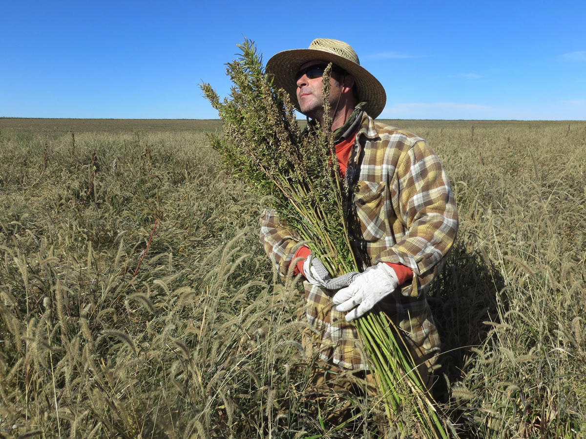 Derek Cross, a chef who specializes in cooking with hemp, helps harvest the plant Oct. 5 in Springfield, Colo. Although it canit be grown under federal drug law, about two dozen Colorado farmers grew marijuanais non-intoxicating cousin in the summer. This is the first known harvest of the industrial version of Cannabis sativa in the U.S.