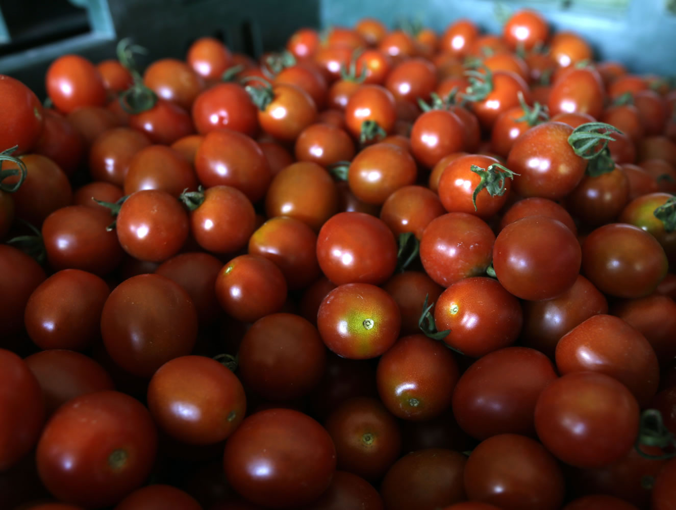 Fresh cherry tomatoes are stored in a barn at Denison Farm on Monday, Aug. 12, 2013, in Schaghticoke, N.Y.