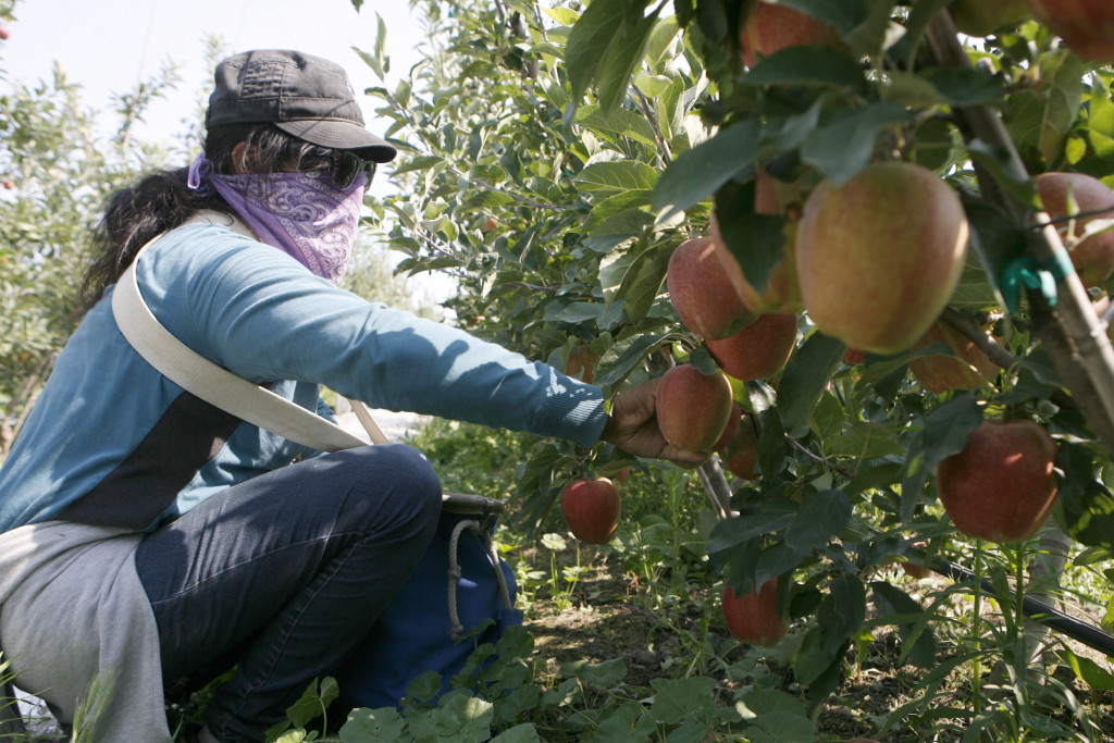 Irma Pena picks Gala apples in August at Zag Orchards in Finley, near the Tri-Cities.
