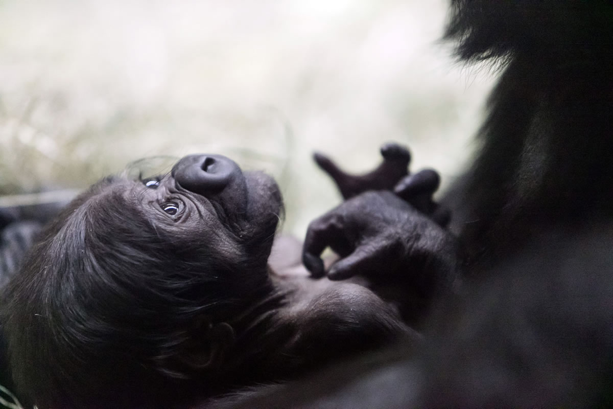 This photo provided by the Fort Worth Zoo shows a male western lowland gorilla that was born Saturday at the zoo in, Fort Worth, Texas. The yet-to-be-named ape born to first-time parents Gracie and Elmo is the first birth of a western lowland gorilla at the Fort Worth Zoo.