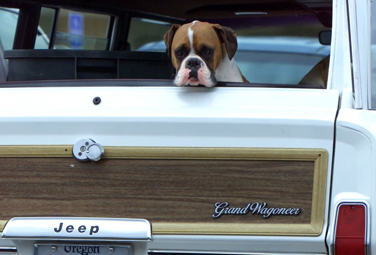 Vets are reminding dog owners that animals should not be left in alone in a vehicle.