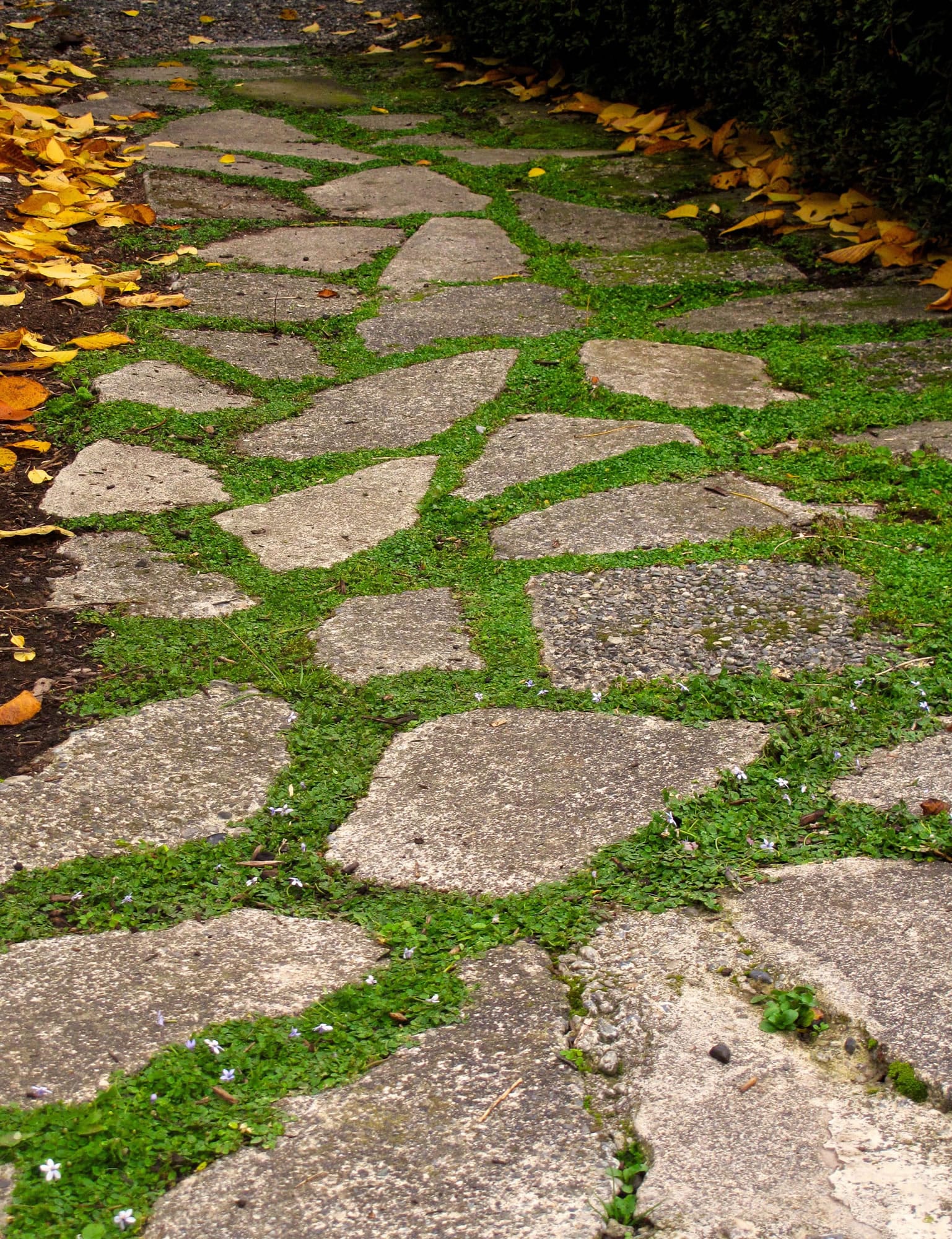 Several flats of potted, walk-on plants are laid out alongside the flagstones of a pathway in Langley, on Whidbey Island.