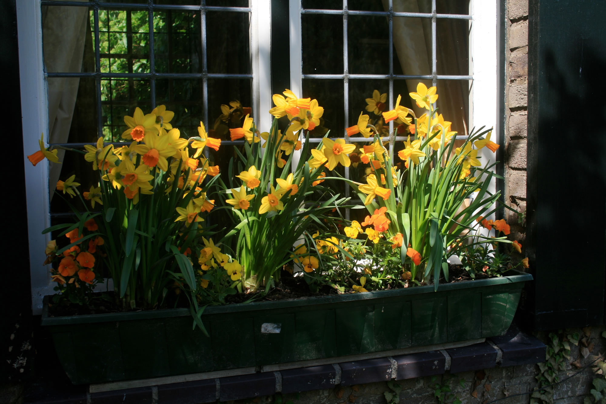 Tall and small flowers complement one another in this springtime window box assortment in Belgium.