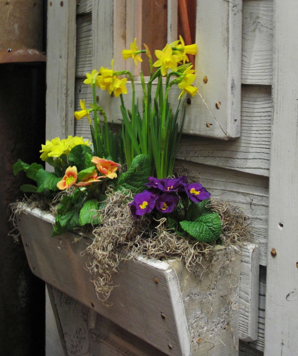 Primroses and daffodils spruce up a simple window box on an outbuilding display at a recent Northwest Flower and Garden Show in Seattle.