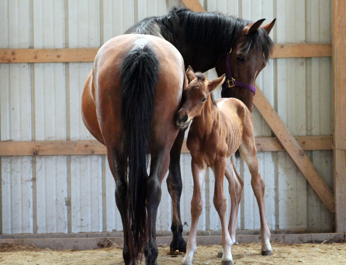 Big Momma, and her foal two days after birth at Gentle Giants Draft Horse Rescue in Mount Airy, Md.