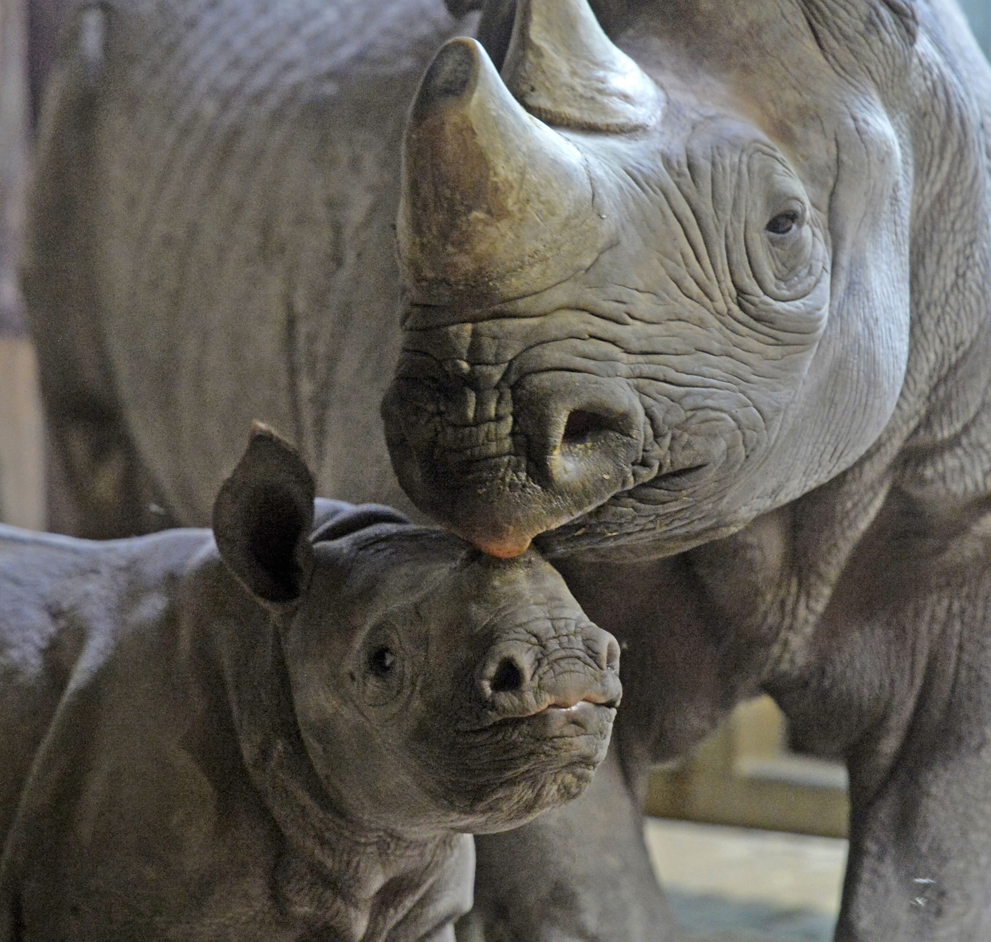 A black rhinoceros licks its cub at the zoo in Krefeld, Germany, on Thursday.