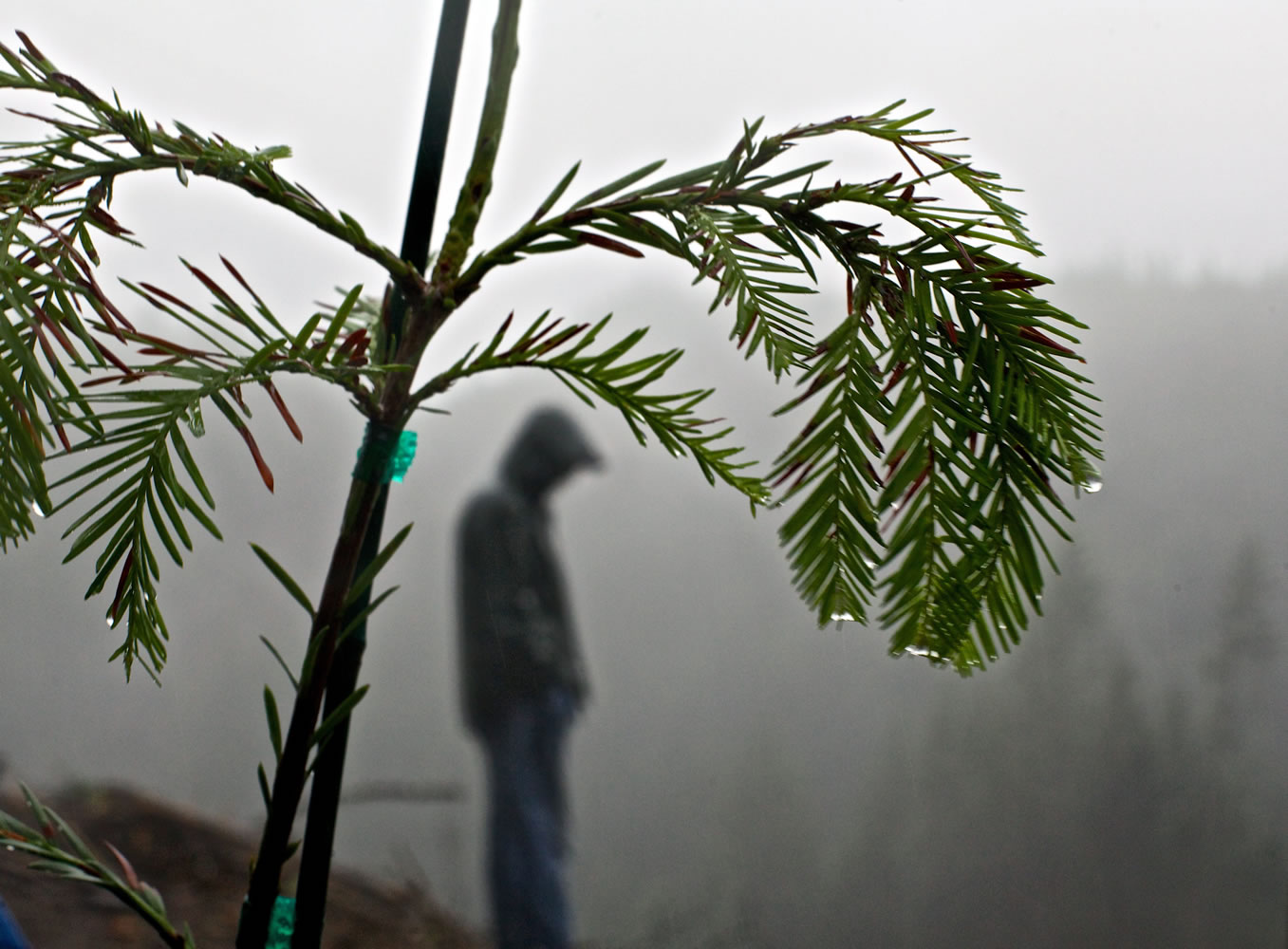 A young redwood stands where it was planted Tuesday, Dec. 4, in Port Orford, Ore.