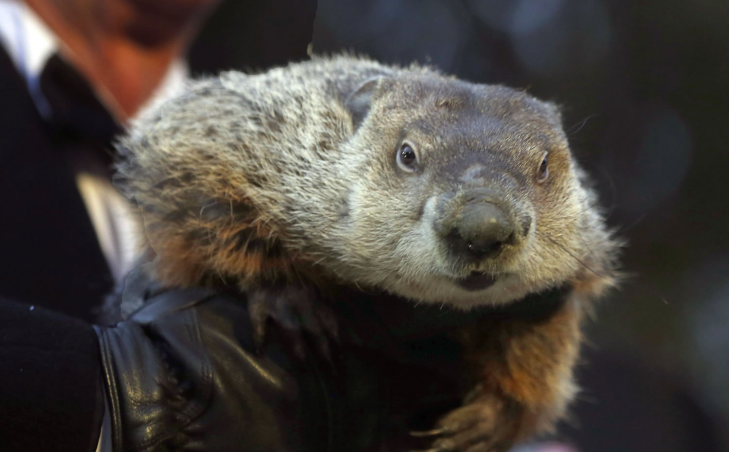 An Ohio county still gripped by winter weather has &quot;indicted&quot; groundhog Punxsutawney Phil for his forecast of an early spring.
