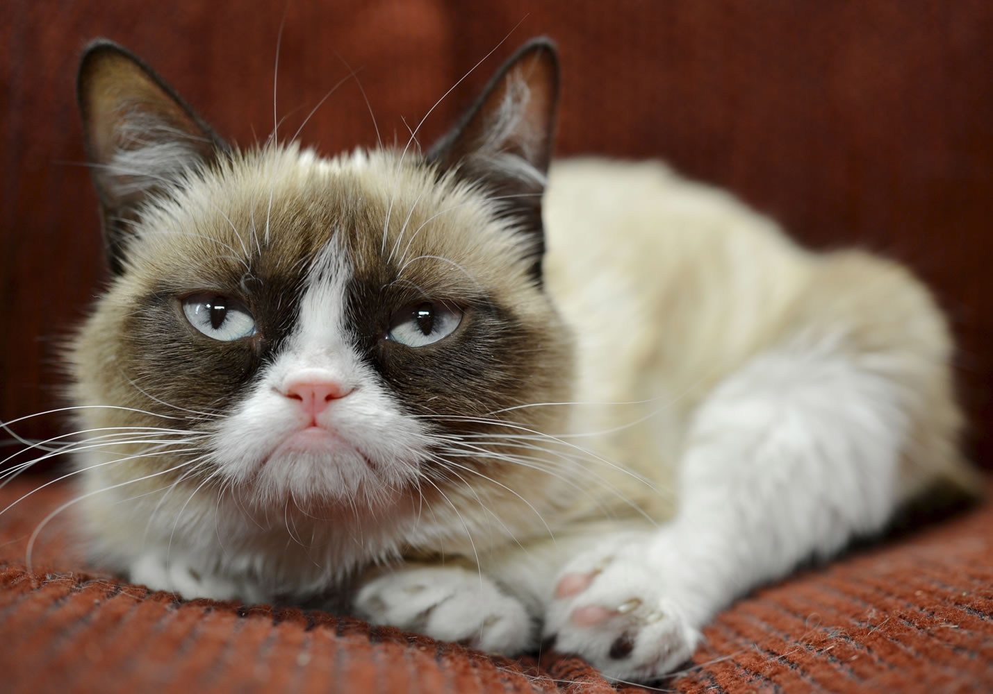 It probably won't affect her famous mood, but Grumpy Cat now has an endorsement deal.