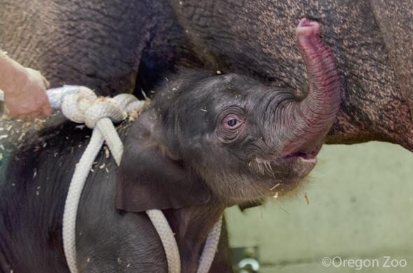 Oregon Zoo elephant Rose-Tu gave birth to a 300-pound female calf Friday morning just before 2:30 a.m.