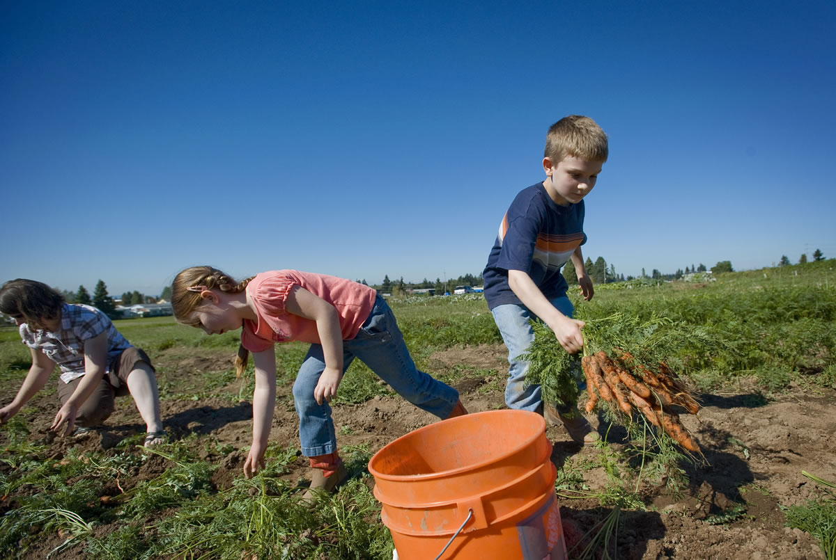 Annie Hobson of Vancouver, left, digs up carrots with her children McKenna, 6, and Hunter, 9, at the Heritage Farm in Hazel Dell during the annual Harvest Fun Day. The carrots will be distributed by the Clark County Food Bank to people in need.