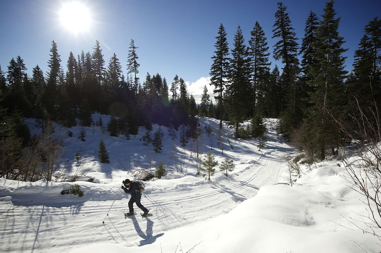 The Hole in the Ground loop trail out of Pineside Sno-Park is rated difficult for cross-country skiers, but is easy on snowshoes.