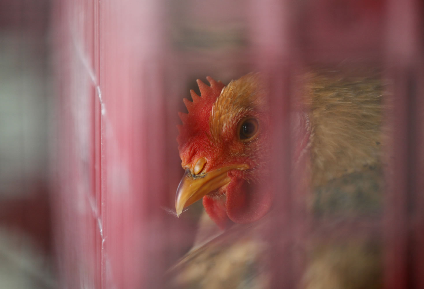 A chicken is kept inside a cage at a wholesale poultry market in Hong Kong on Monday.