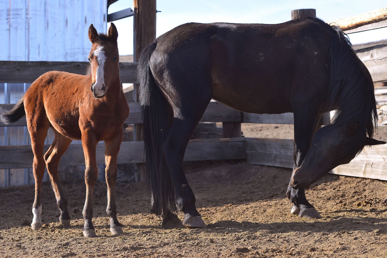An injured wild mare recovers with her foal in September at Buck Brigotti Animal Rescue in Pendleton, Ore.
