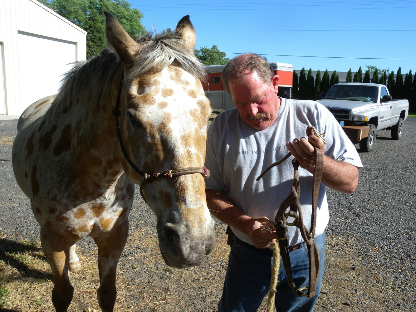 George Ehmer snaps a halter on his appaloosa gelding Joker, an air-scenting horse, June 14 on his property near Milton-Freewater, Ore.