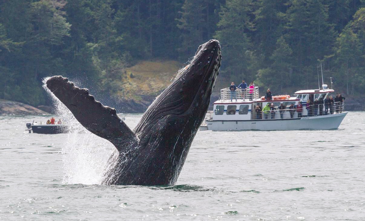 A humpback whale breaches into  view of a tour boat in the San Juan Channel near Friday Harbor.