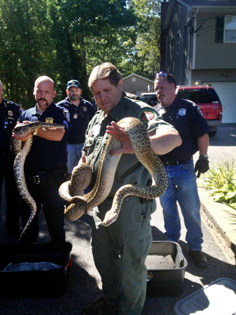 Public Information Office in Brookhaven, N.Y., Michael Ralbovsky, center, who is the General Curator and Herpetologist at the Rainforest Reptile Show, displays one of two Burmese Pythons pulled from a home in Shirley, N.Y., on Sept.