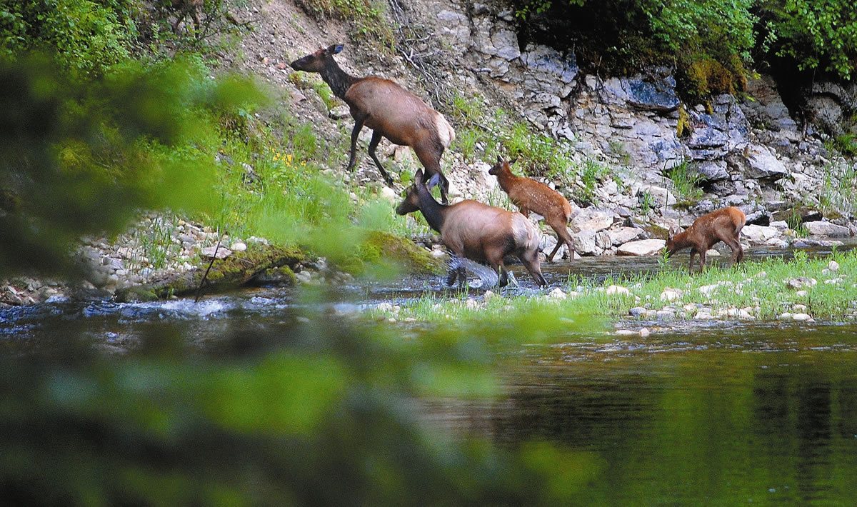 Idaho's elk herd are suffering from high predation and poor habitat