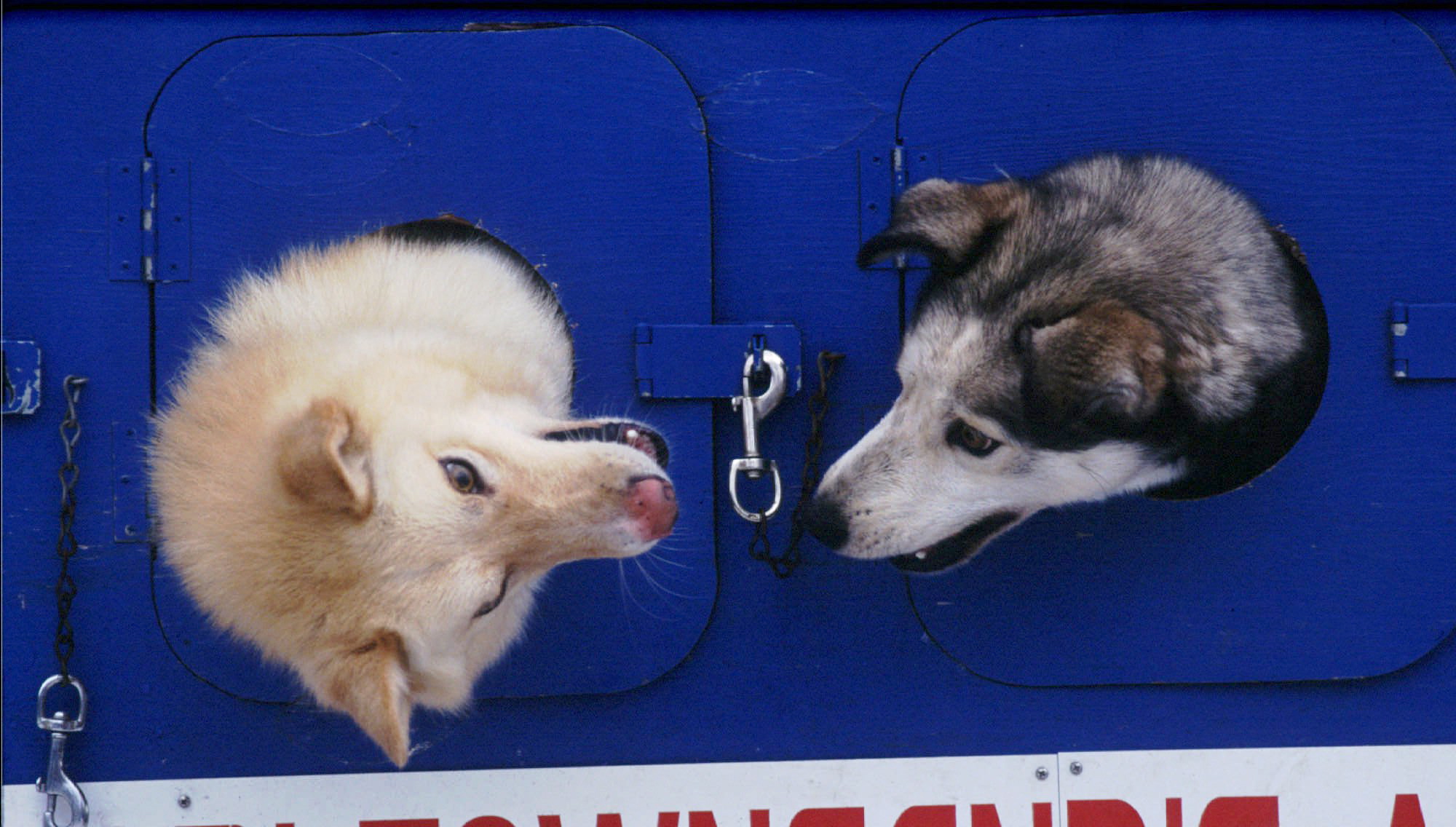 Two of Iditarod Trail Sled Dog Race rookie Lori Townsand's dogs play as they wait their turn for the pre-race checkup Feb.