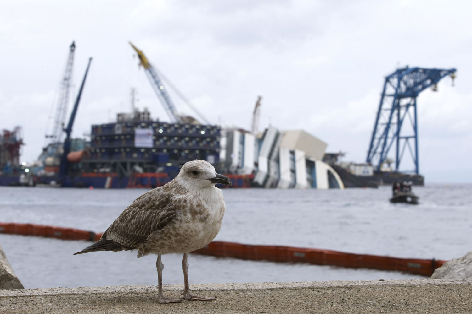 A bird stands in front of the Costa Concordia ship as it lies on its side on the Tuscan Island of Giglio, Italy, on Sunday.