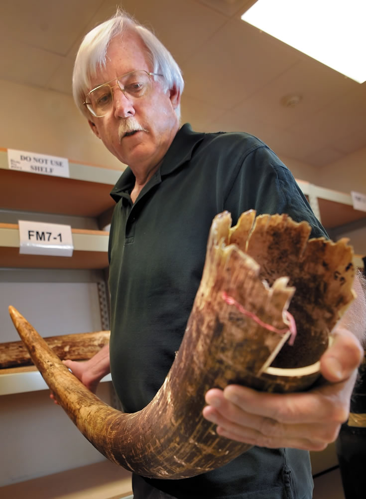 Ken Goddard, director of the U.S. National Wildlife Forensics Laboratory, holds a confiscated elephant tusk in storage at the Ashland, Ore., facility Sept.