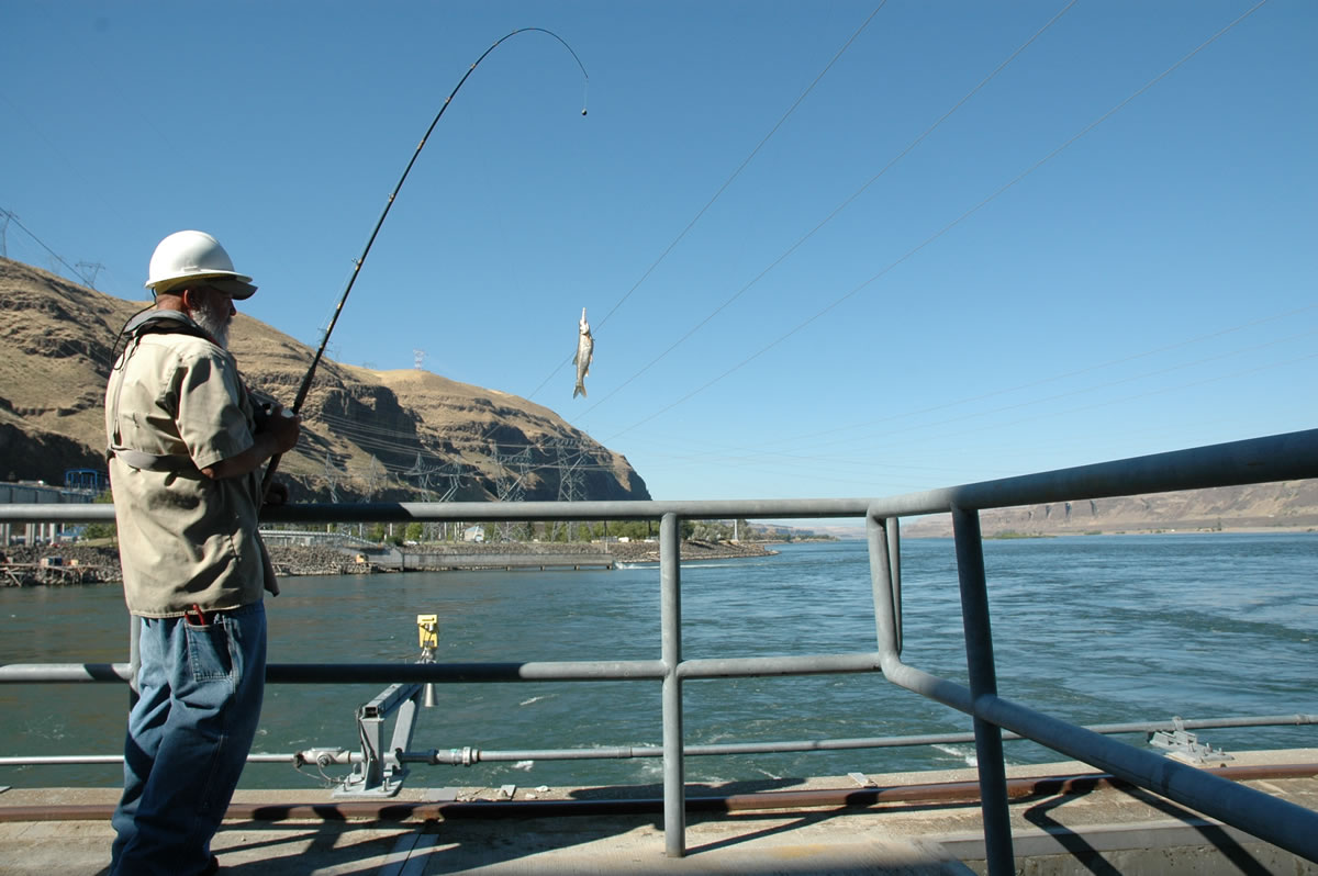 Rick Farris hoists a northern pikeminnow on to the powerhouse at John Day Dam on the Columbia River.