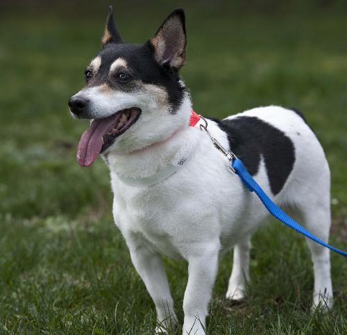 Keeva, 6, a female corgi and Jack Russell terrier mix.