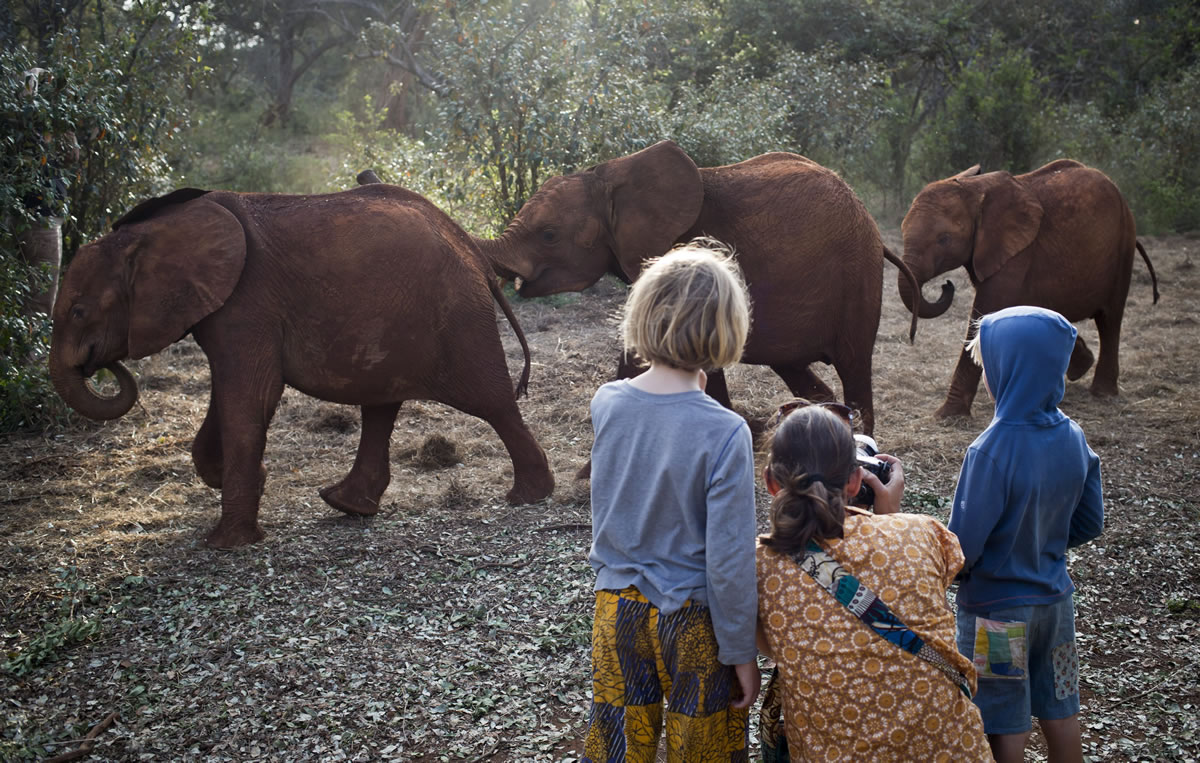 Foreign visitors take photographs as baby orphaned elephants return for feeding time after spending the day in Nairobi National Park, at the David Sheldrick Wildlife Trust elephant orphanage in Nairobi, Kenya, on Sept.30.