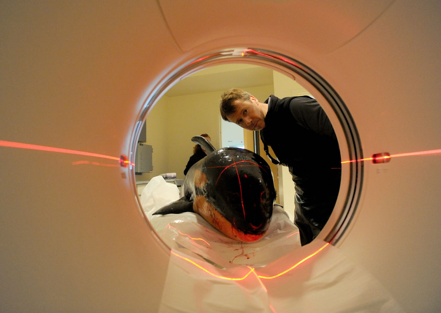 Bob Hallinen/The Anchorage Daily News
Marine mammal researcher Russ Andrews checks the position of a 300-pound baby killer whale in a CT scanner Friday at the Alaska Spine Institute in Anchorage, Alaska.