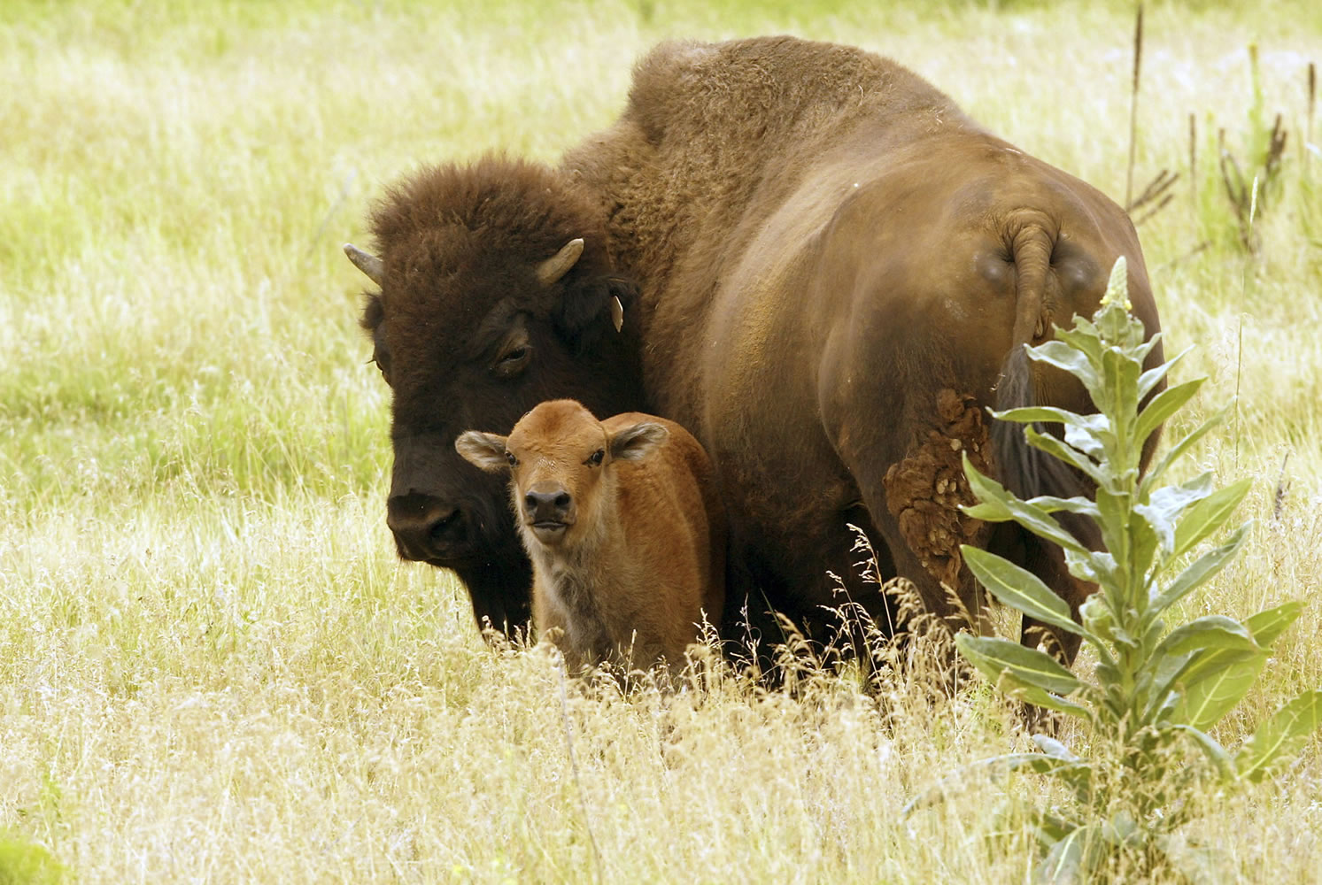 An American bison and her calf graze near Sprague River, Ore., in the upper Klamath Basin in 2005.