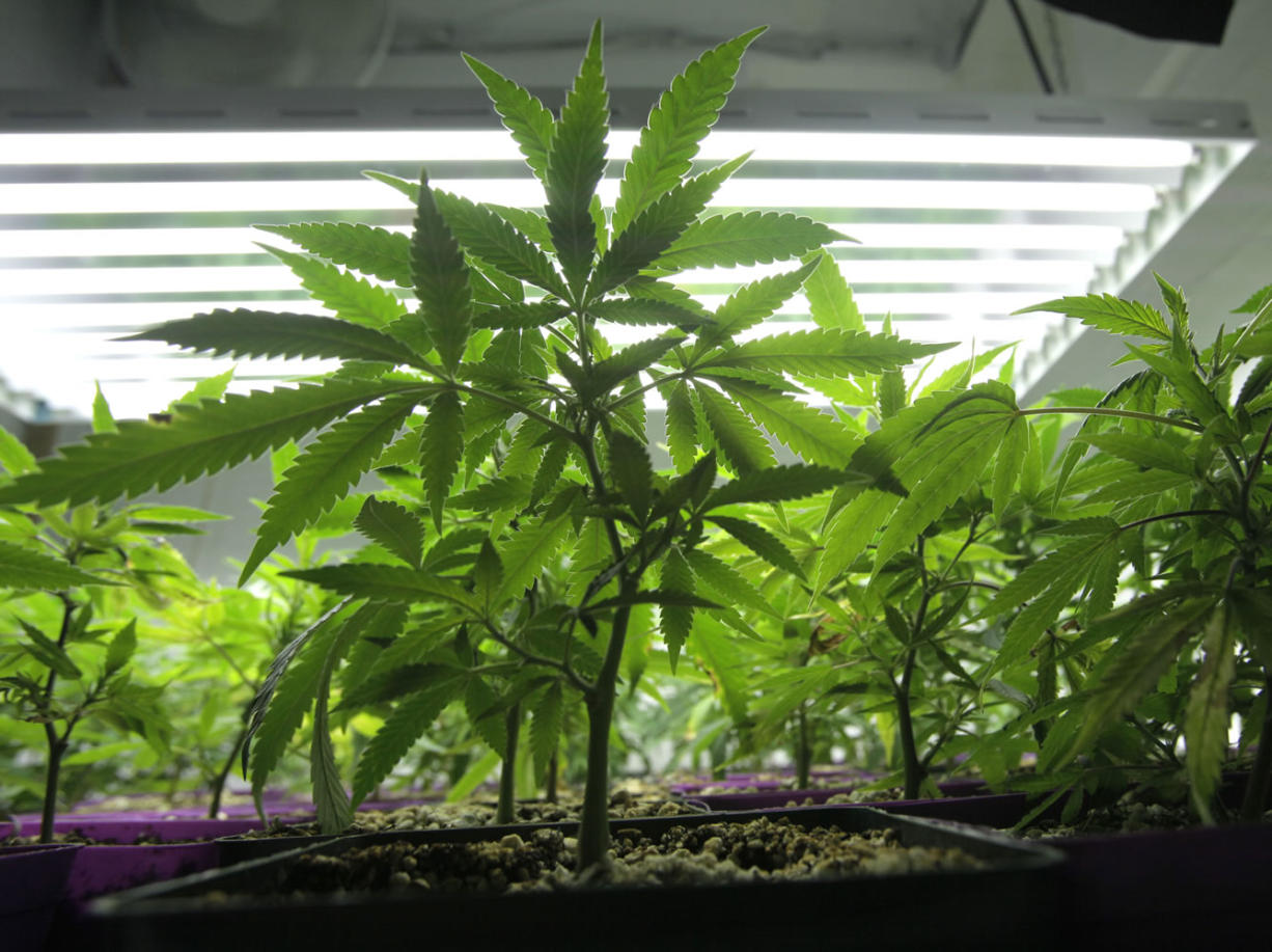 Young marijuana plants are shown in Seattle at a medical marijuana growing operation.